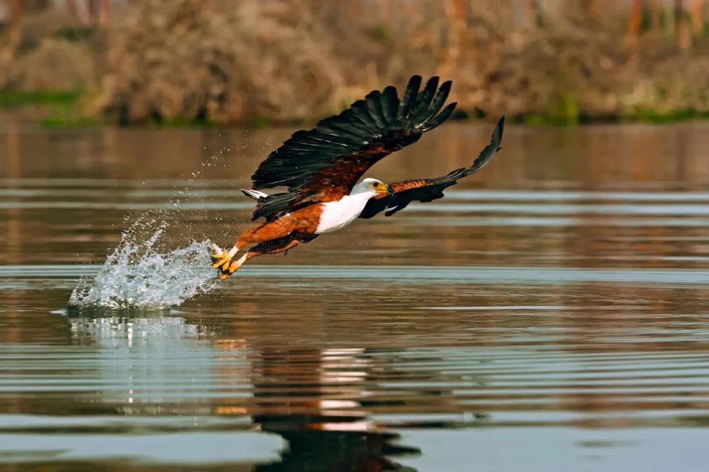 White Tailed Eagle Lake Naivasha