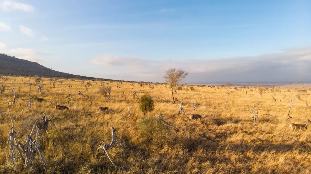 Zebras Grazing – Tsavo West Taita Hills Kenya