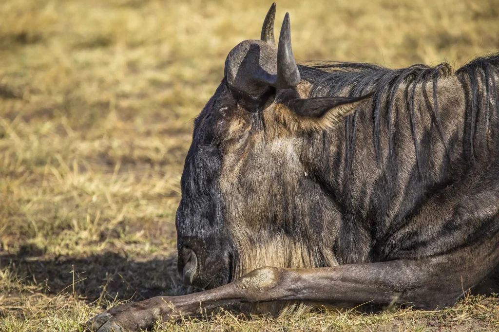 Wildebeest Resting during Great Migration
