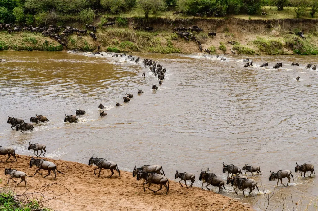 Great Migration