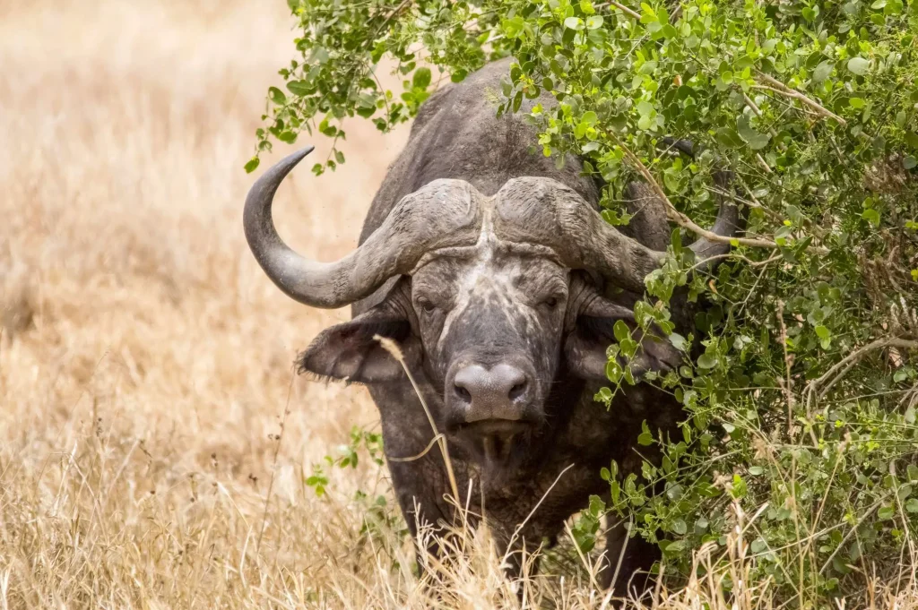 Buffalo Tsavo West National Park Kenya