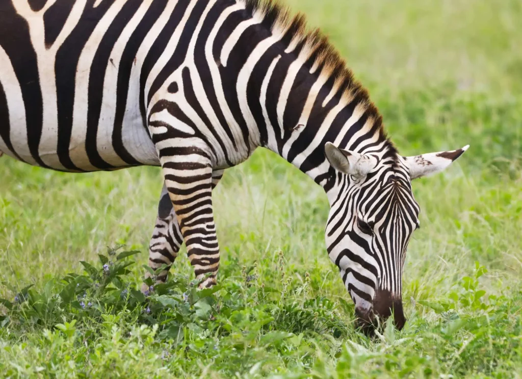 Zebra Grazing Tsavo East National Park Kenya