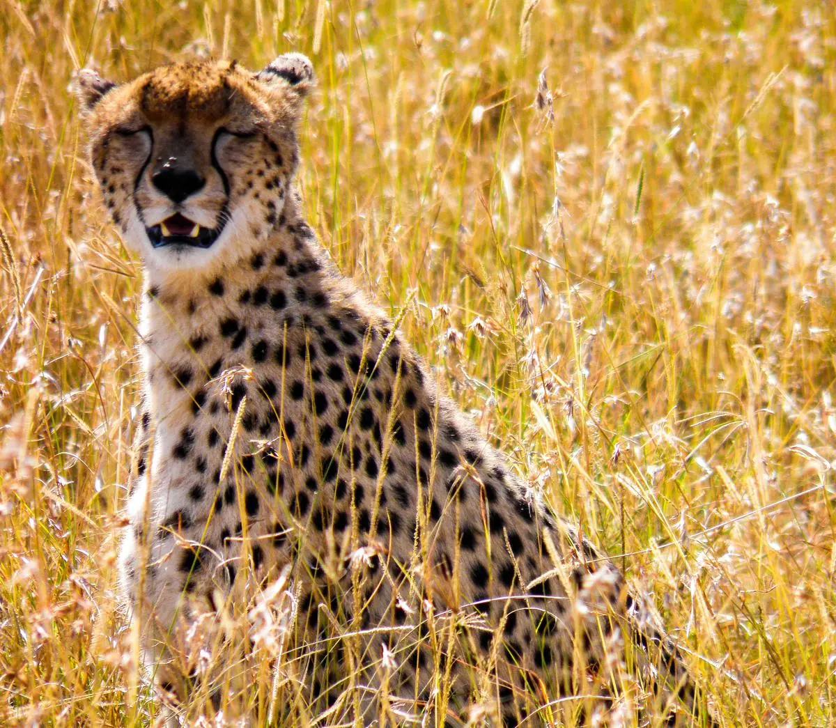 Kiboko 2025 (1) Cheetah