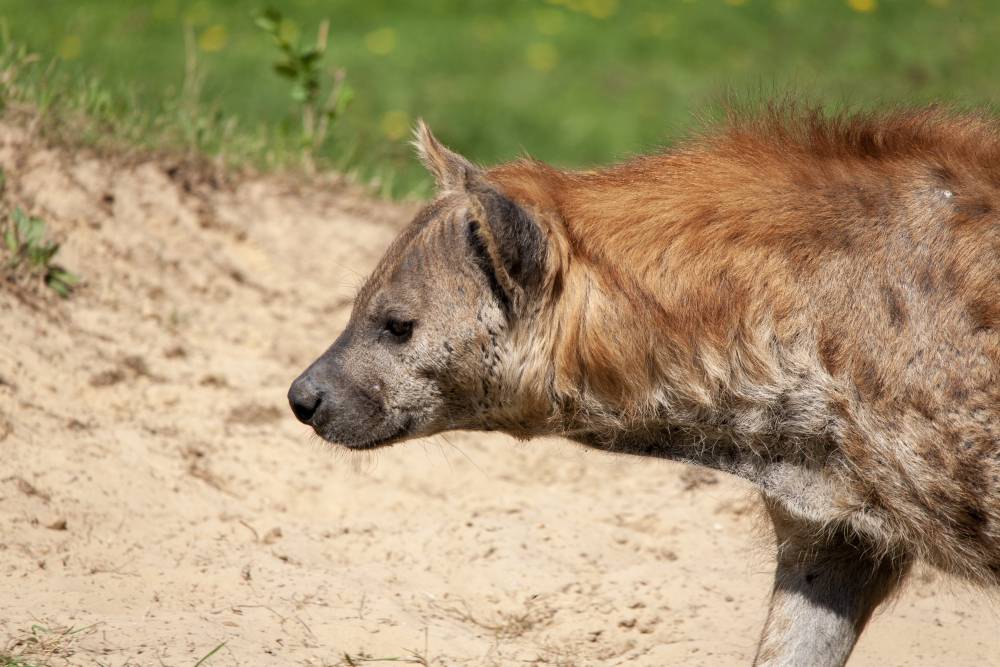 Hyena